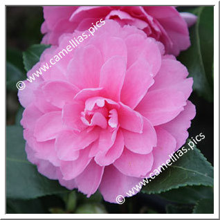 Camellia Sasanqua 'Interlude'