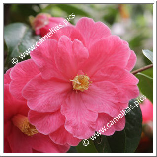 Camellia Hybrid C.reticulata 'Interval'