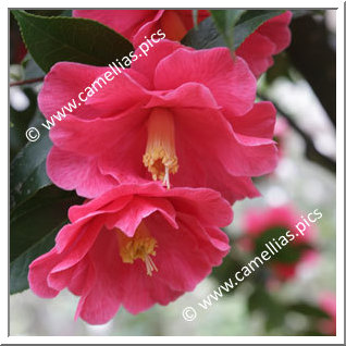 Camellia Hybrid C.reticulata 'Interval'