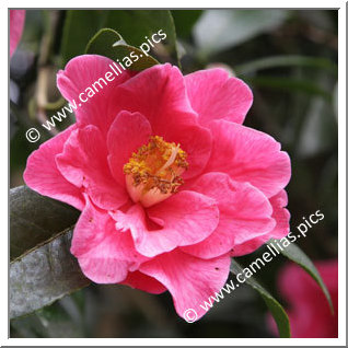 Camellia Hybrid C.reticulata 'Interval'