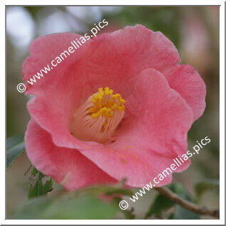 Camellia Japonica 'Ioginashiji'