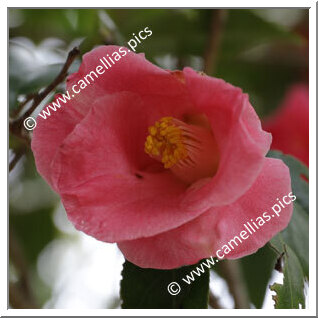 Camellia Japonica 'Ioginashiji'