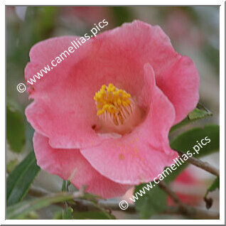 Camellia Japonica 'Ioginashiji'