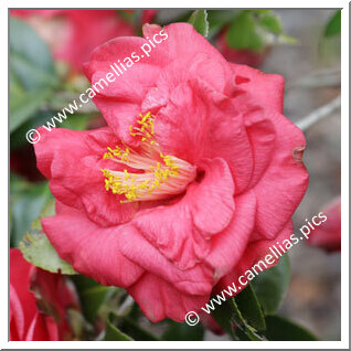 Camellia C. rusticana 'Iroribi'