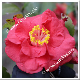 Camellia C. rusticana 'Iroribi'