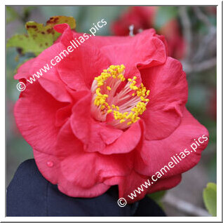 Camellia C. rusticana 'Iroribi'
