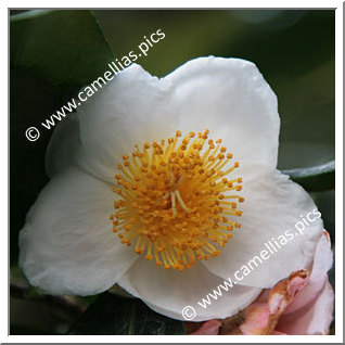 Camellia Species 'C. irrawadiensis'