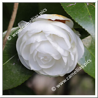 Camellia Japonica 'Isabella Galletti'