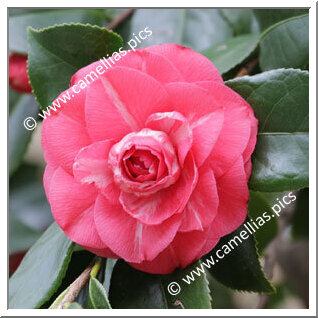 Camellia Japonica 'Isabella Spinola'