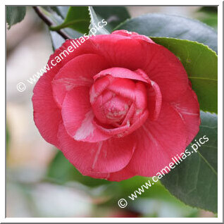 Camellia Japonica 'Isabella Spinola'