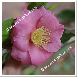 Camellia Hybrid 'Isaribi'