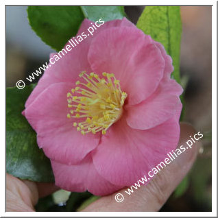 Camellia Hybrid 'Isaribi'