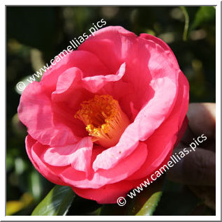 Camellia Japonica 'Ishizuchi'