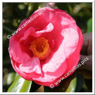 Camellia Japonica 'Ishizuchi'