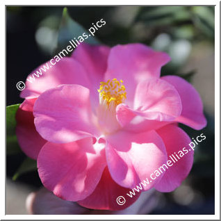 Camellia Hybrid C.x williamsii 'Island Sunset'