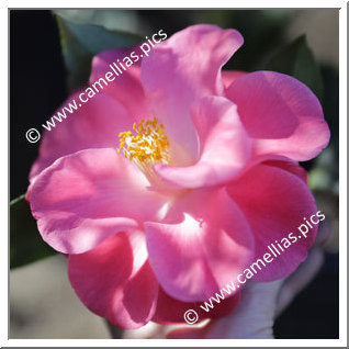 Camellia Hybride C.x williamsii 'Island Sunset'