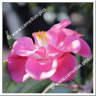 Camellia Hybrid C.x williamsii 'Island Sunset'