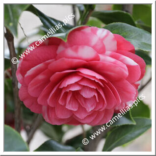 Camellia Japonica 'Isolina Berti '