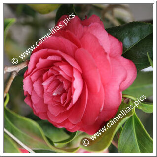 Camellia Japonica 'Isolina Berti '