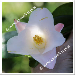 Camellia Hybrid 'Itsu-no-yume'