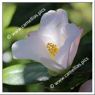 Camellia Hybride 'Itsu-no-yume'