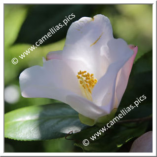 Camellia Hybrid 'Itsu-no-yume'