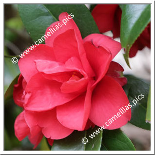 Camellia Japonica 'Itsukamachi'