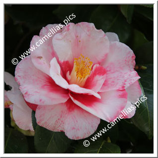 Camellia Japonica 'Iwane-shibori'