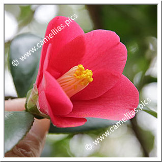Camellia Japonica 'Iyo-wabishin'