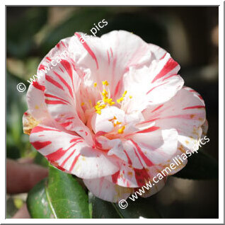 Camellia Japonica 'Izu-no-higurashi'