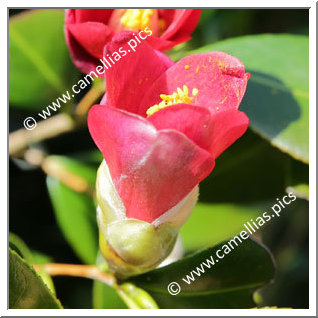 Camellia Japonica 'Izumotaisha-yabu-tsubaki '