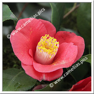 Camellia Japonica 'Izumusume'