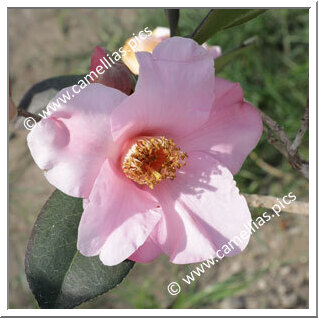 'J.C. Williams'