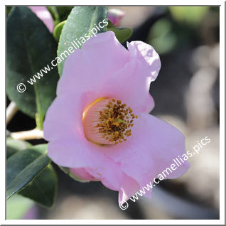 Camellia Hybrid C.x williamsii 'J.C. Williams'