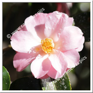 Camellia Hybride C.x williamsii 'Jackpot'