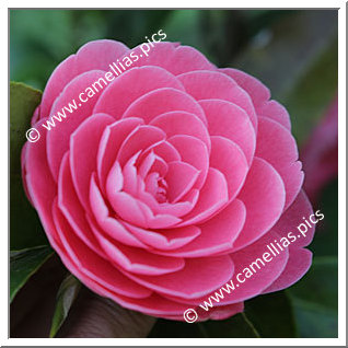 Camellia Japonica 'Jacks'