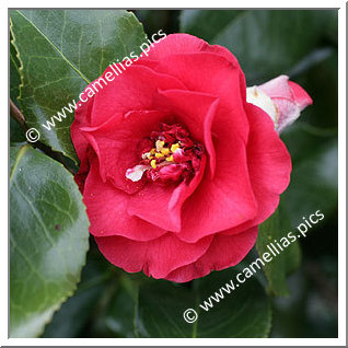 Camellia Japonica 'Jacques et Barthélémy'