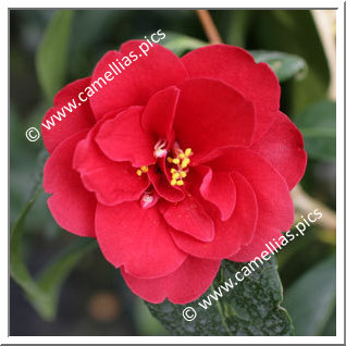 Camellia Japonica 'Jacques Cassard'