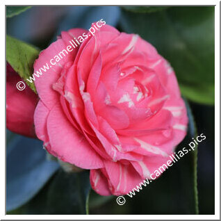 Camellia Japonica 'Jacques Demy'