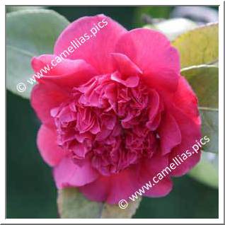 Camellia Japonica 'James Allan'