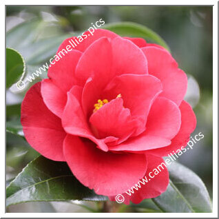 Camellia Hybride C.x williamsii 'Jamie'