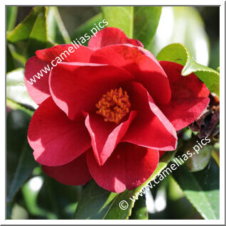 Camellia Hybride C.x williamsii 'Jamie'