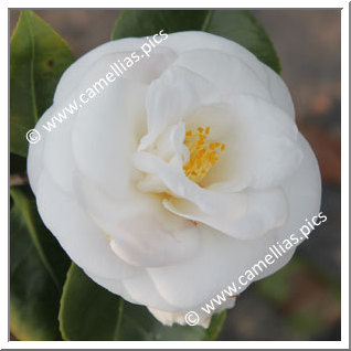 Camellia Japonica 'Janet Waterhouse'