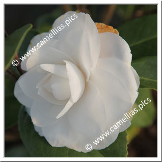 Camellia Japonica 'Janet Waterhouse'