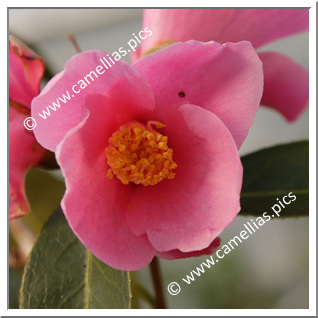 Camellia Hybride 'Japanese Fantasy'