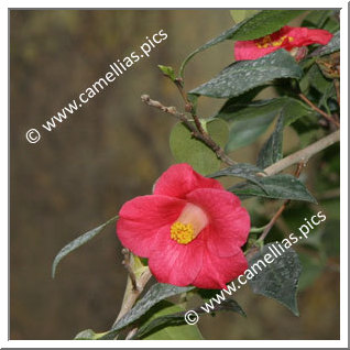 Camellia Botanique 'C. japonica'