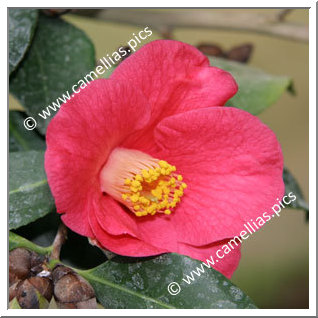 Camellia Botanique C. japonica