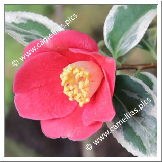 Camellia Japonica 'Japonica Variegata'