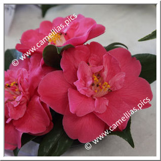 Camellia Japonica 'Jardin des Lakas'