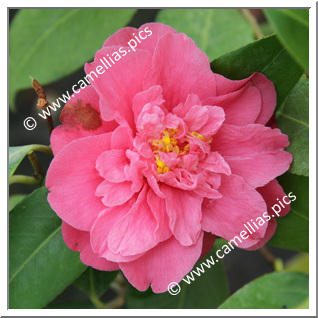 Camellia Japonica 'Jardin des Lakas'